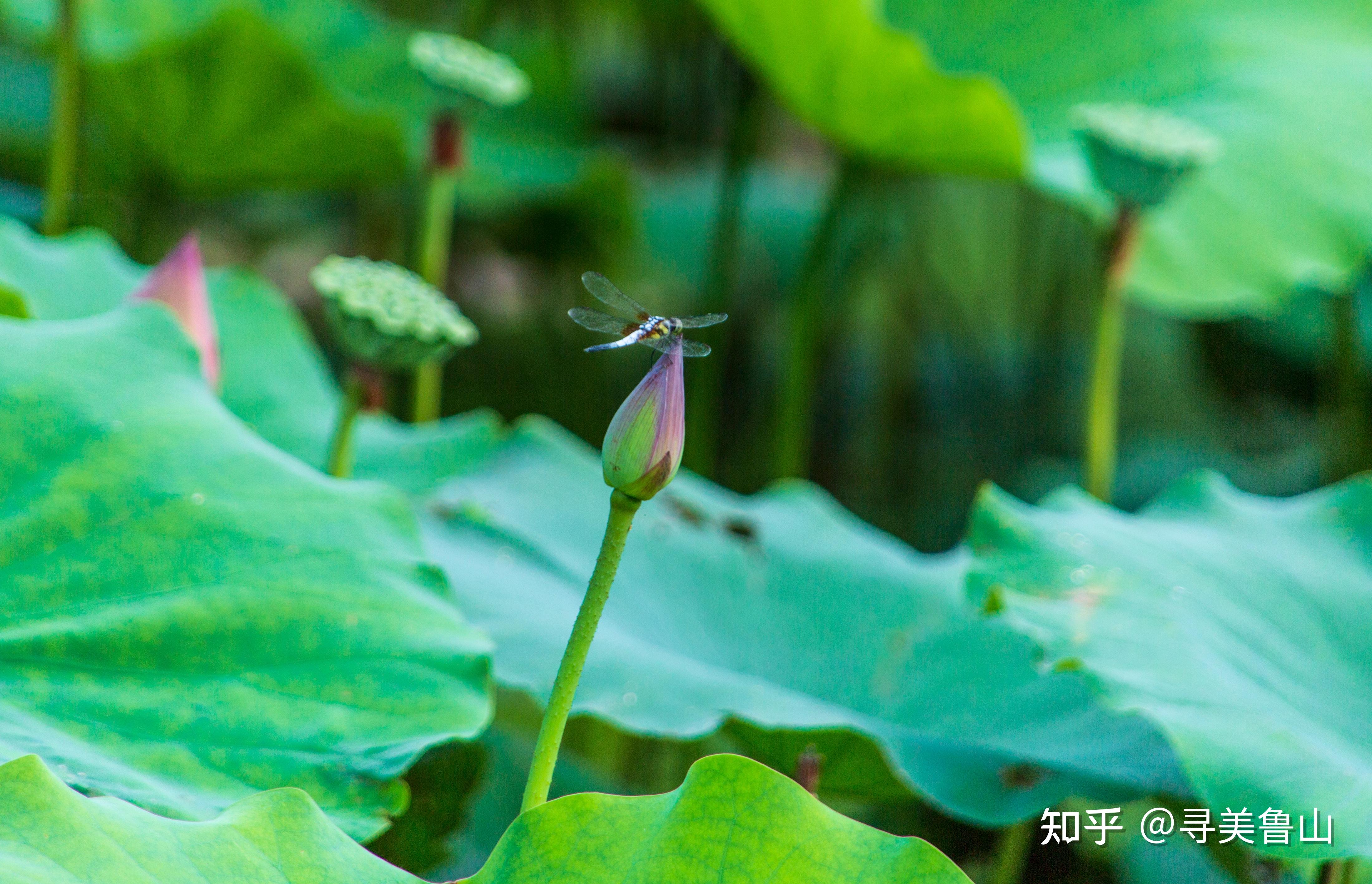 河南鲁山:荷花盛开正当时 - 知乎