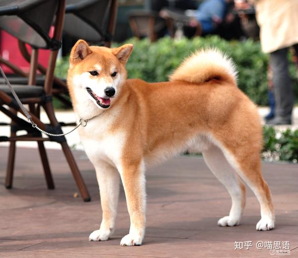 怎么辨别柴犬是不是纯种