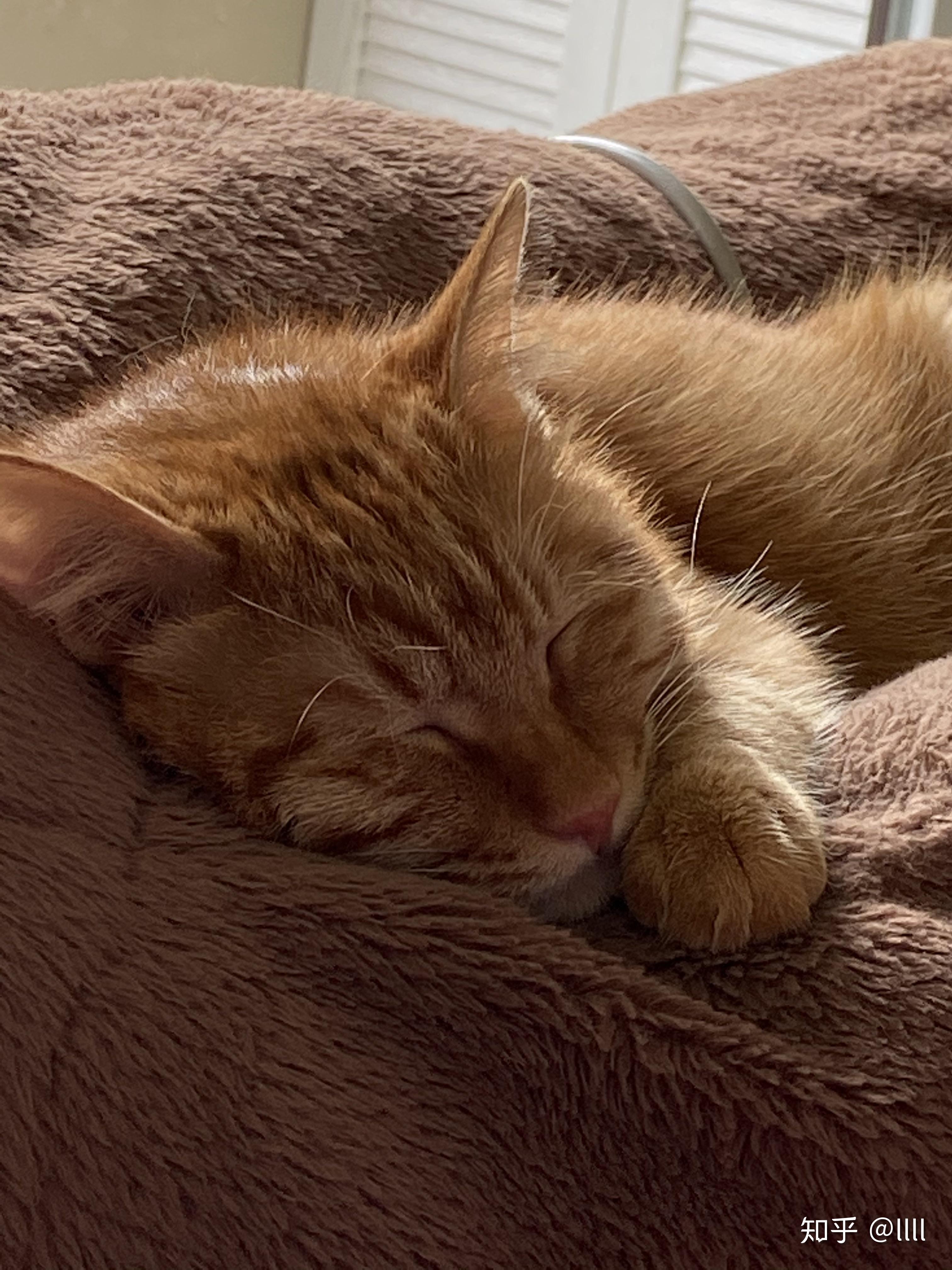 怎么看小猫的性格好不好 v2-8cb80fe0d753267ca7aa6d937abbc14d_r.jpg