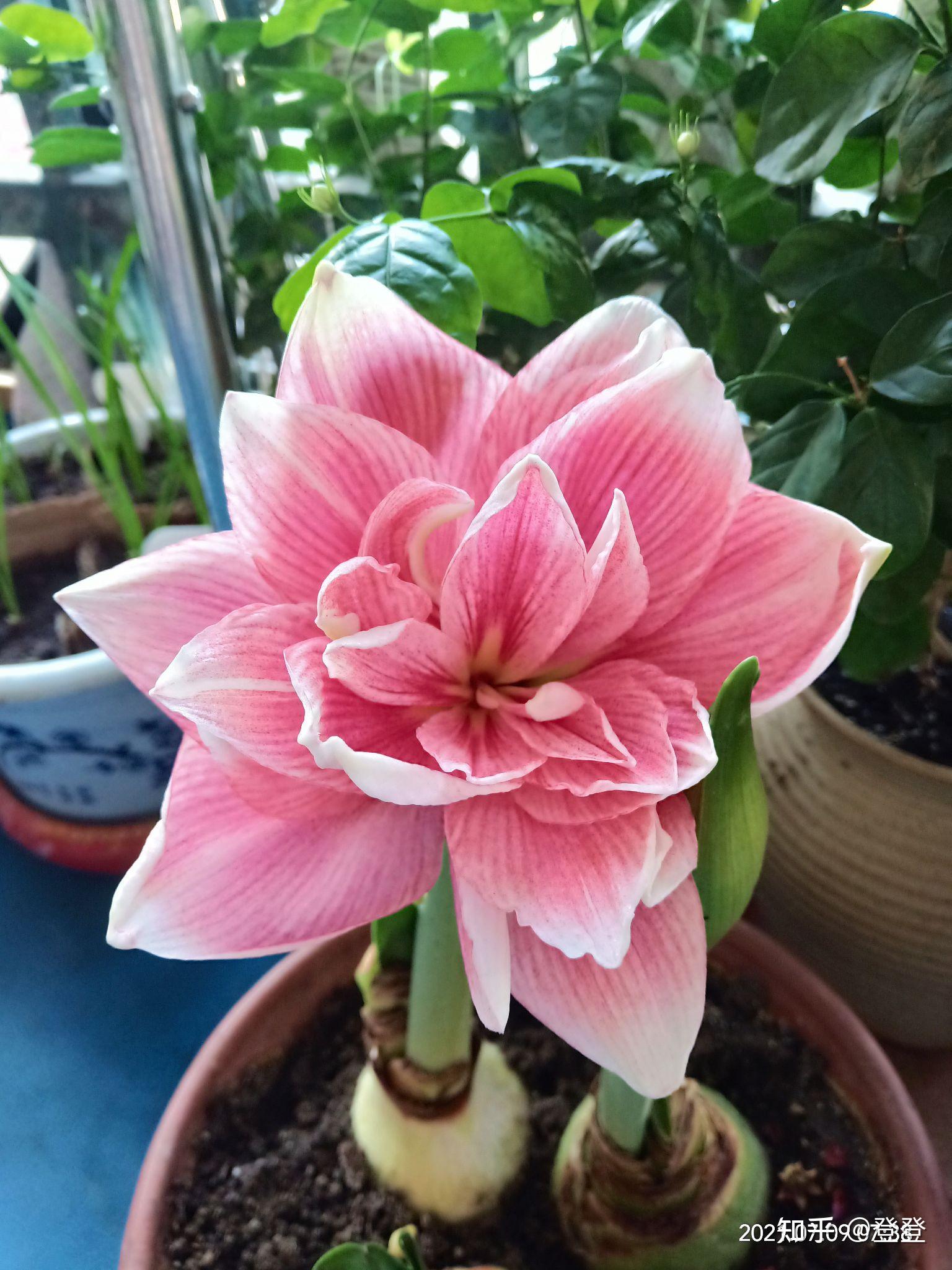 朱顶红-双梦 - 知乎