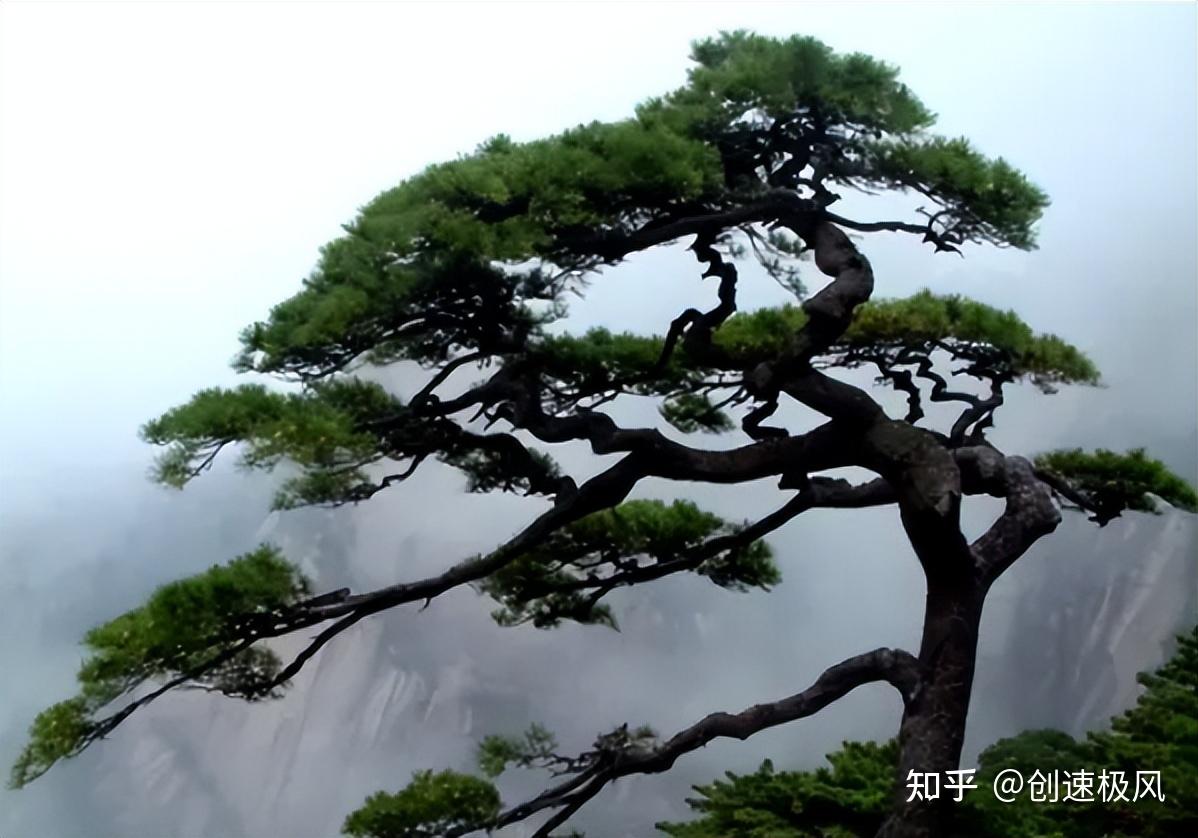 颇有建树 zhuanlan.zhihu.com