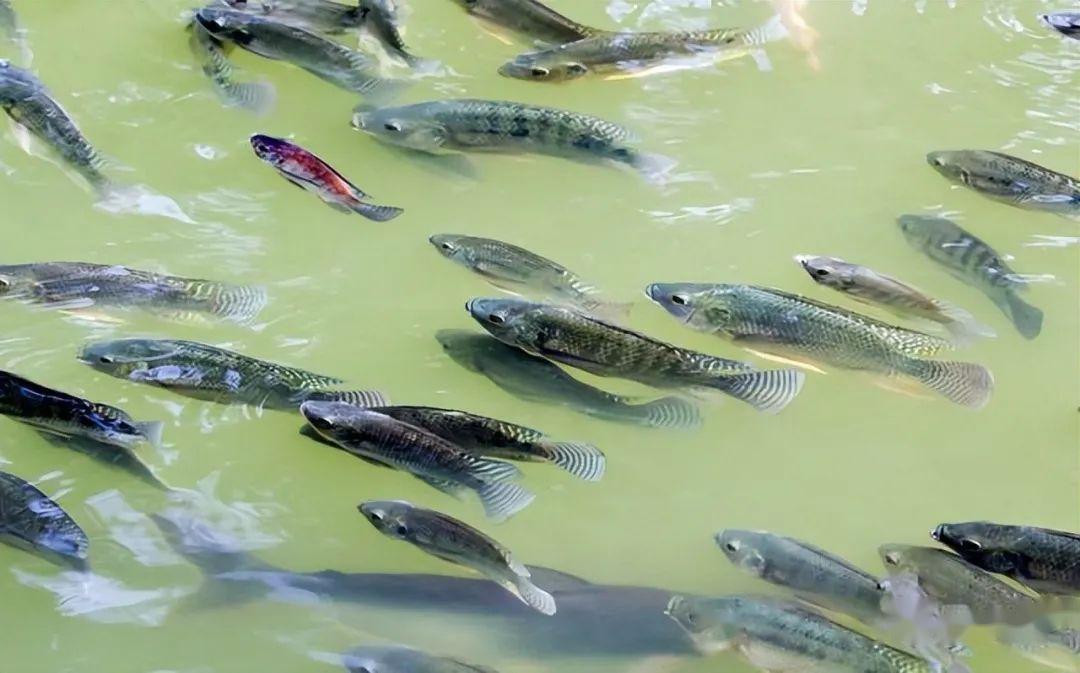 警惕南京珍珠泉遭大量罗非鱼入侵或已威胁当地生态