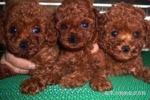 养泰迪犬，是纯种得好，还是串串得好？ - 知乎