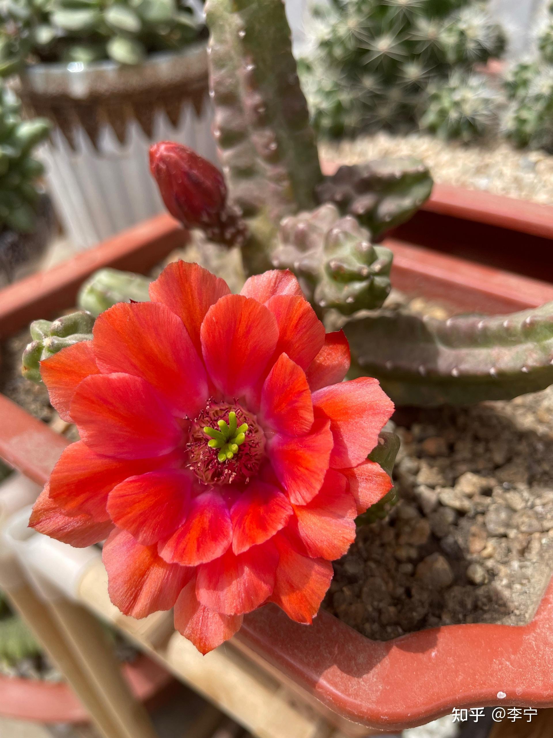 仙人掌桃太郎开花太美了