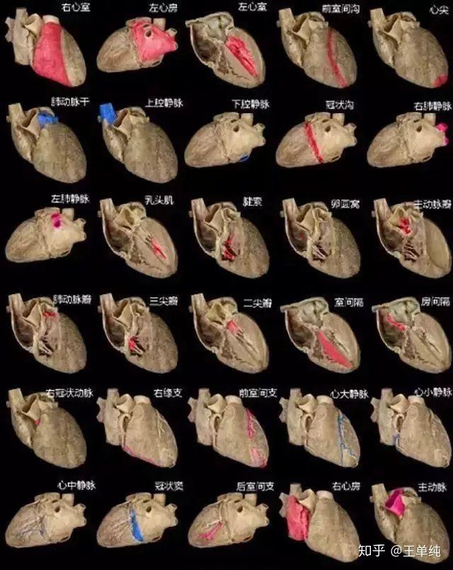 二十张图教你秒懂心血管疾病(医学生收藏) - 知乎