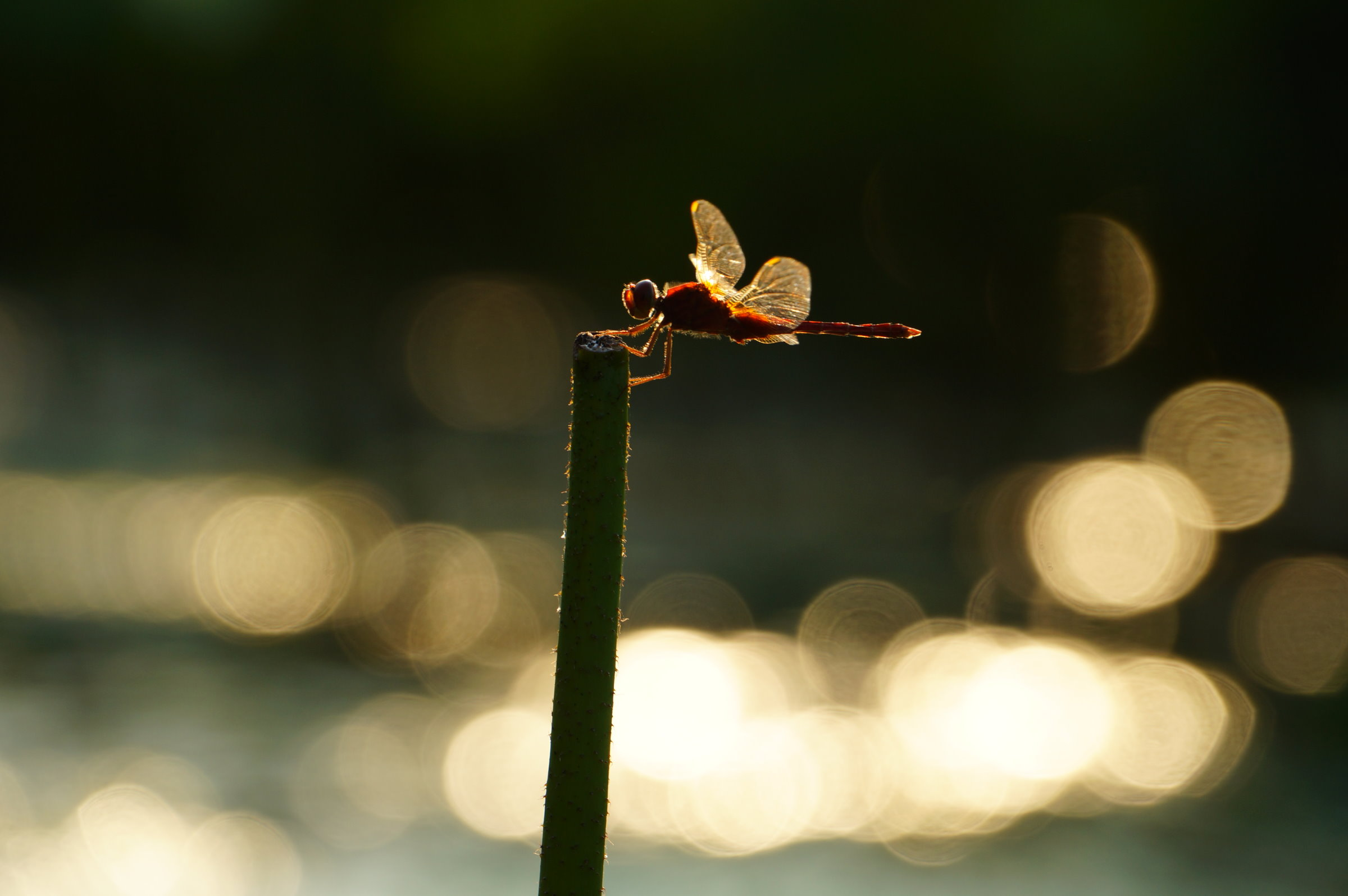 可以分享一下你用长焦镜头拍的照片吗? - 知乎