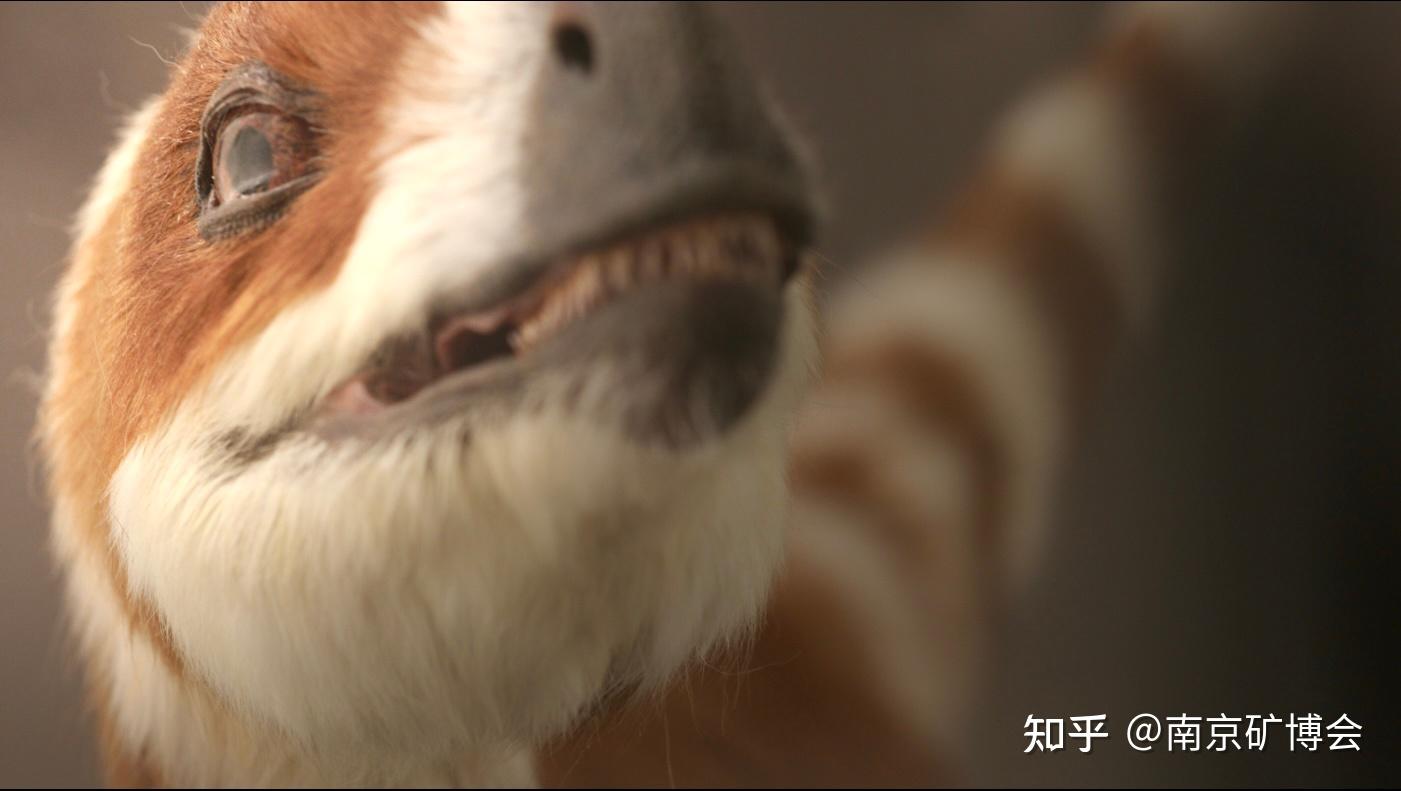 打卡同款!中华龙鸟在南京矿物文化艺术馆“苏醒”啦~ - 知乎