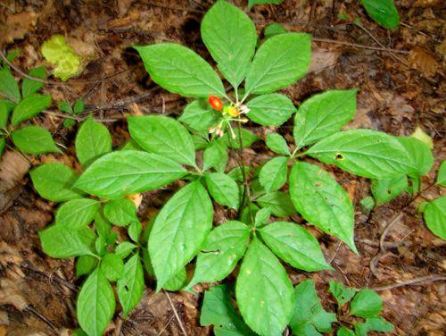 正千参给你一次吃人参高吸收不上火的机会要不要