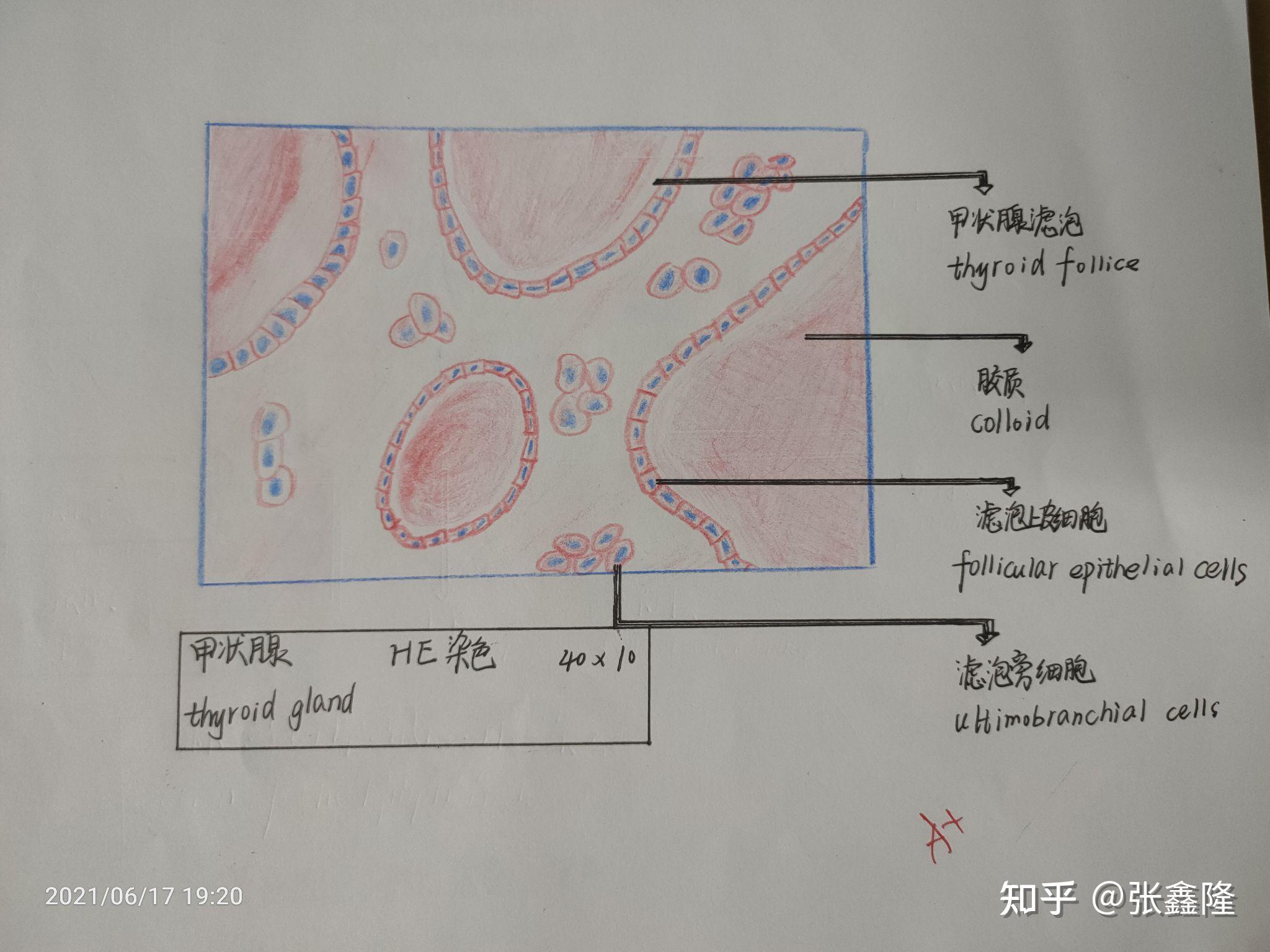 甲状腺滤泡细胞手绘图图片