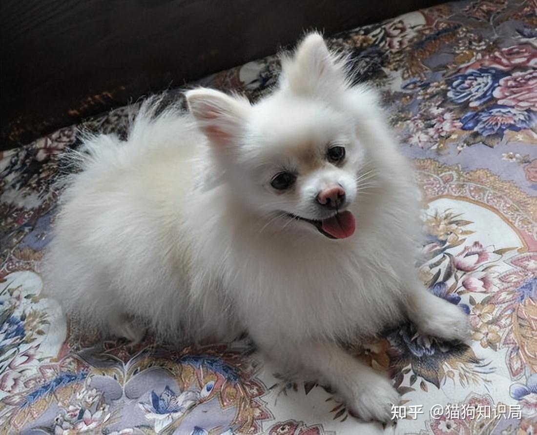 为什么很多人都不敢养博美犬了这几点让人可怕
