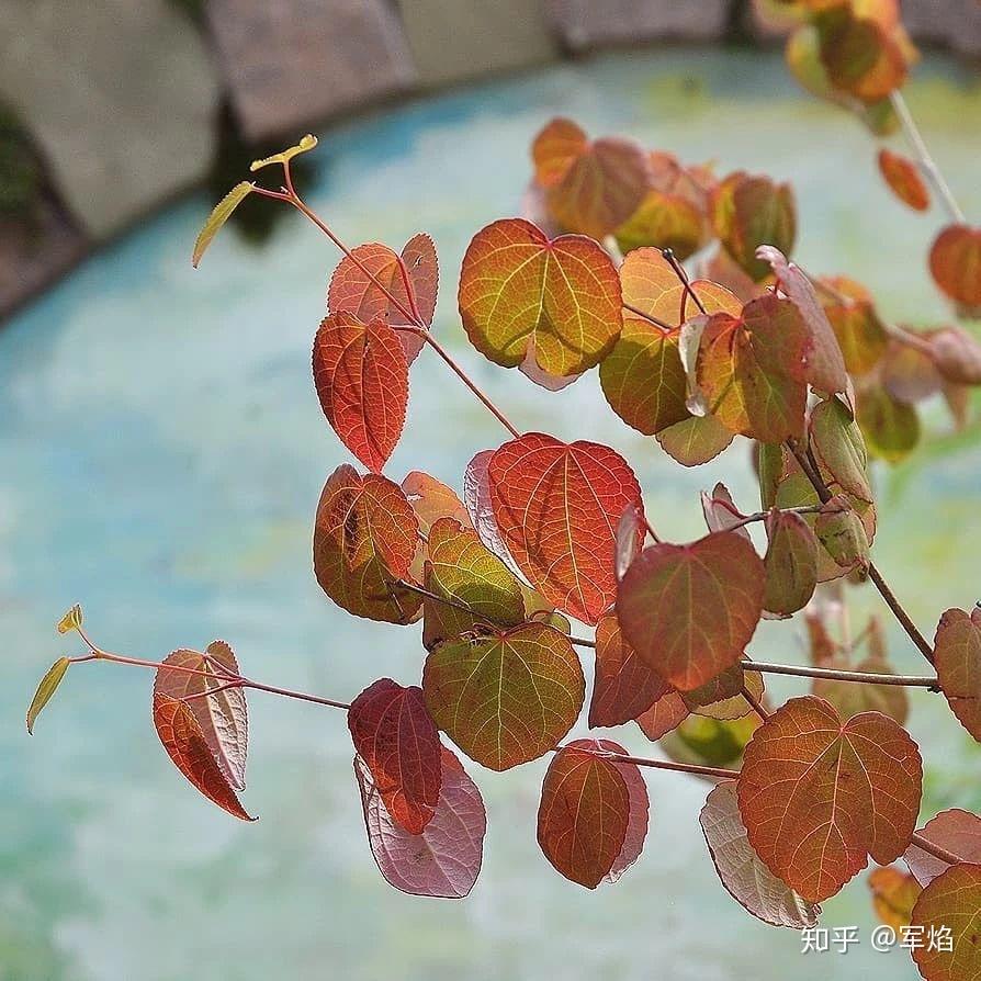 这什么神仙树啊|花园植物 - 知乎