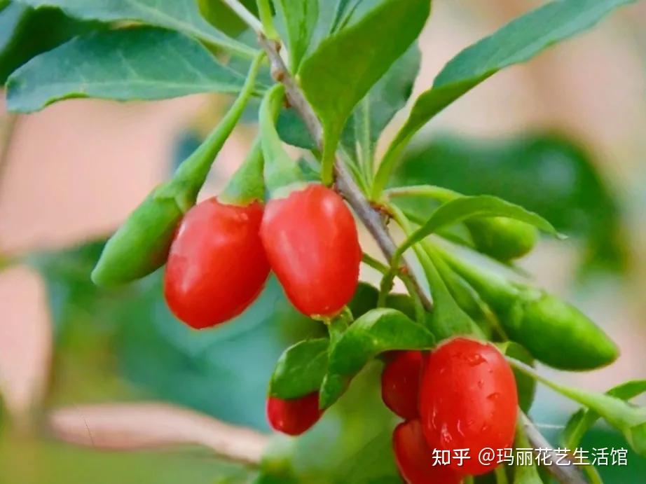 枸杞盆栽怎么养?3种繁殖方法易生根,选对深浅花盆很重要 - 知乎