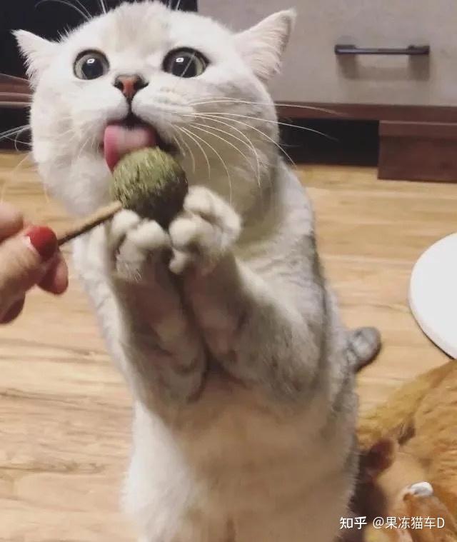 什么是猫薄荷？猫薄荷对猫的行为和情绪有何影响？ 知乎 