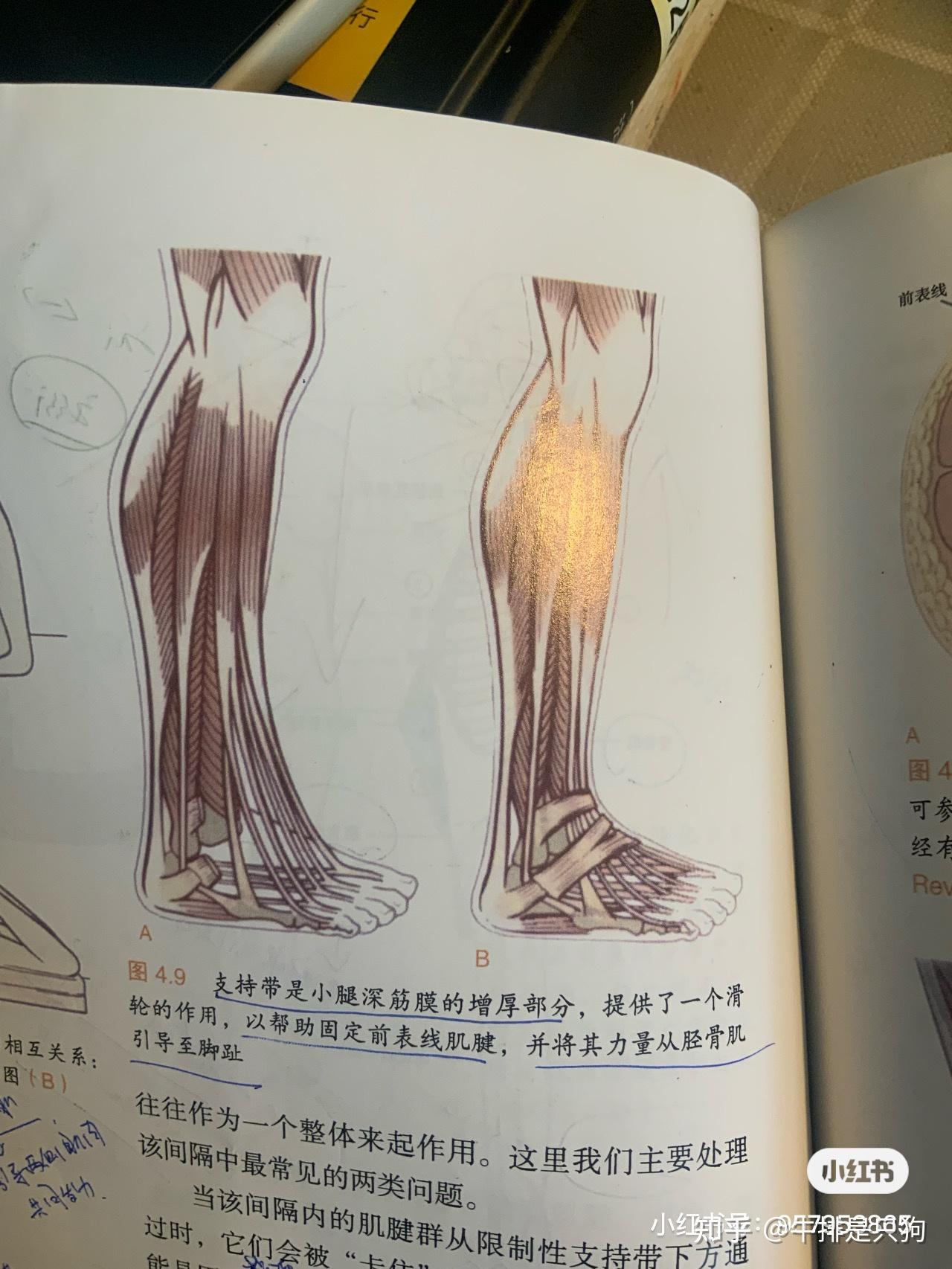 4解剖列车前表线2