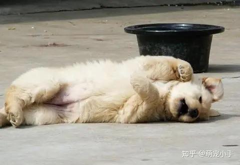 狗狗在地上打滚让人抓狂?看完原因你就懂了 - 知乎