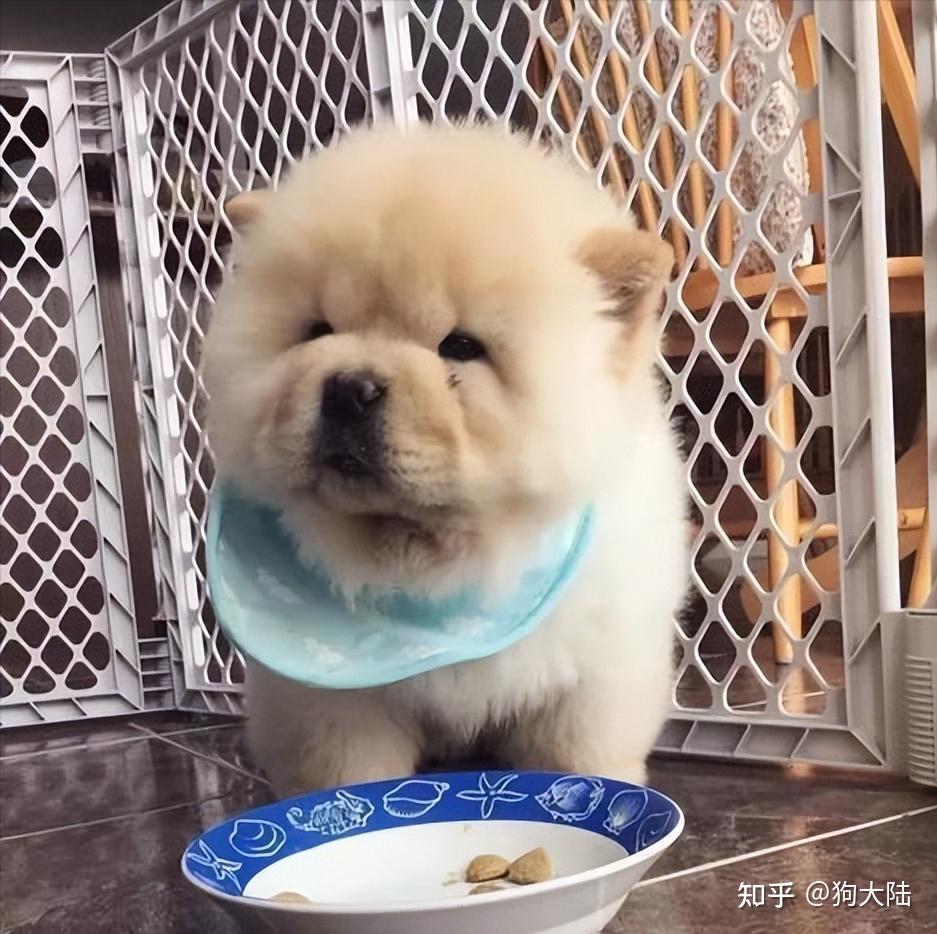 呆萌可爱的松狮犬,为何没人养?6大原因告诉你! - 知乎