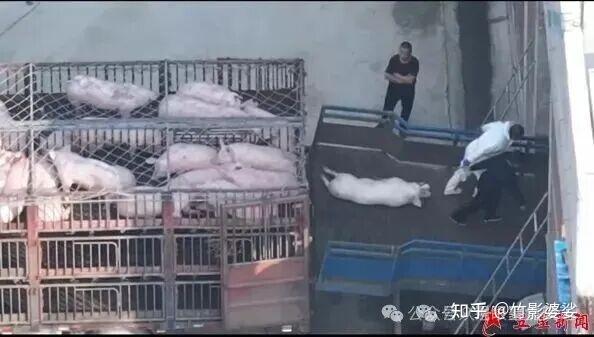 山东省临沂市沂南县盛祥食品被曝死猪入厂 监管回应引质疑 - 知乎