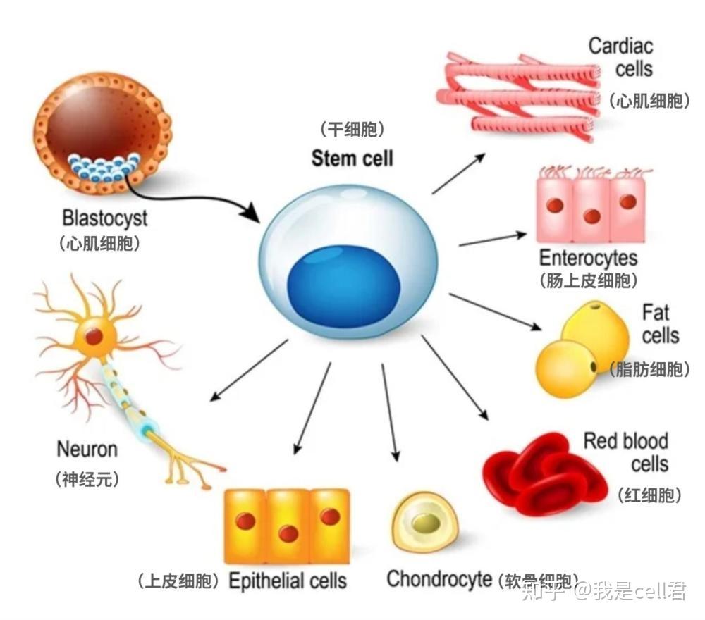 受损细胞,在近年的研究中间充质干细胞表现出良好的免疫调节和组织