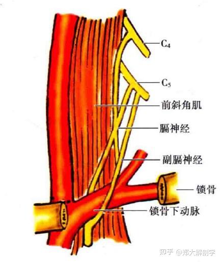 颈丛解剖学概述 - 知乎