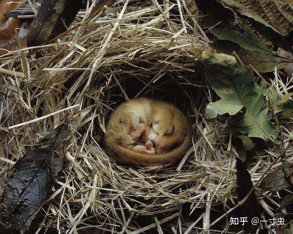 动物冬眠是超能力人类也自愧不如受其启示或将应用于星际穿越
