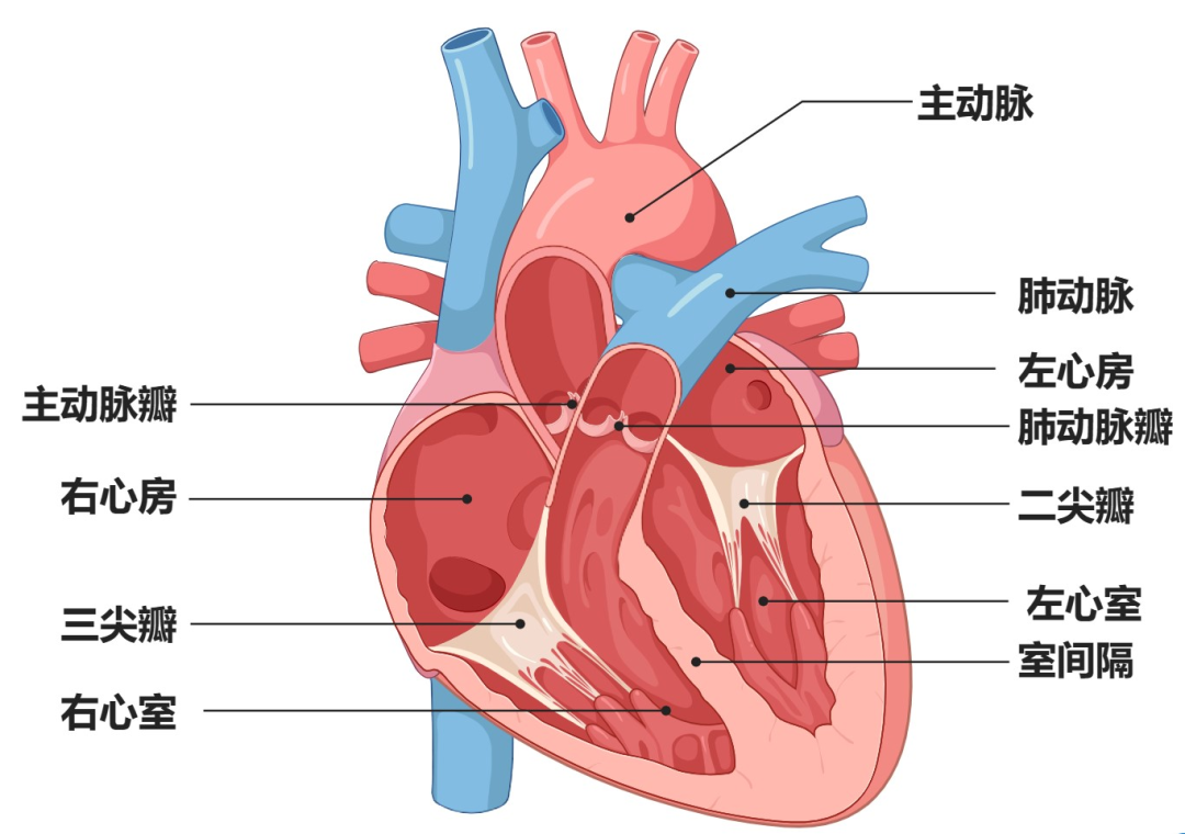 心室心房与动脉关系图图片