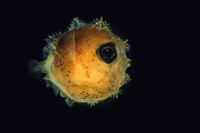 翻车鱼怎么吃食物 v2-8d1d884f3d596495a8b8fffa404c3685_r.jpg