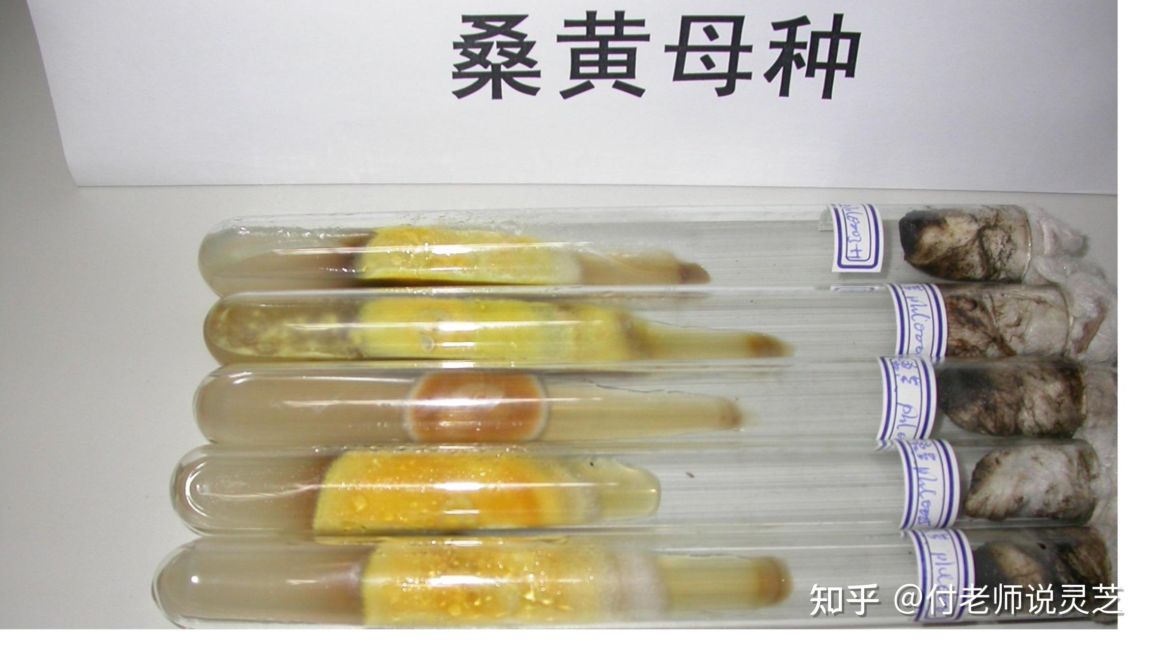 药用菌栽培——液体菌种 - 知乎