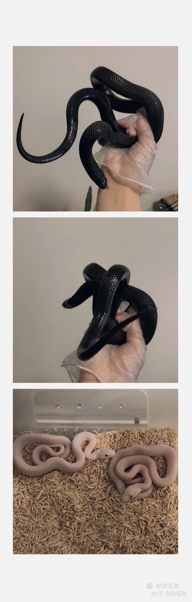 能给我看看你的宠物蛇的照片吗