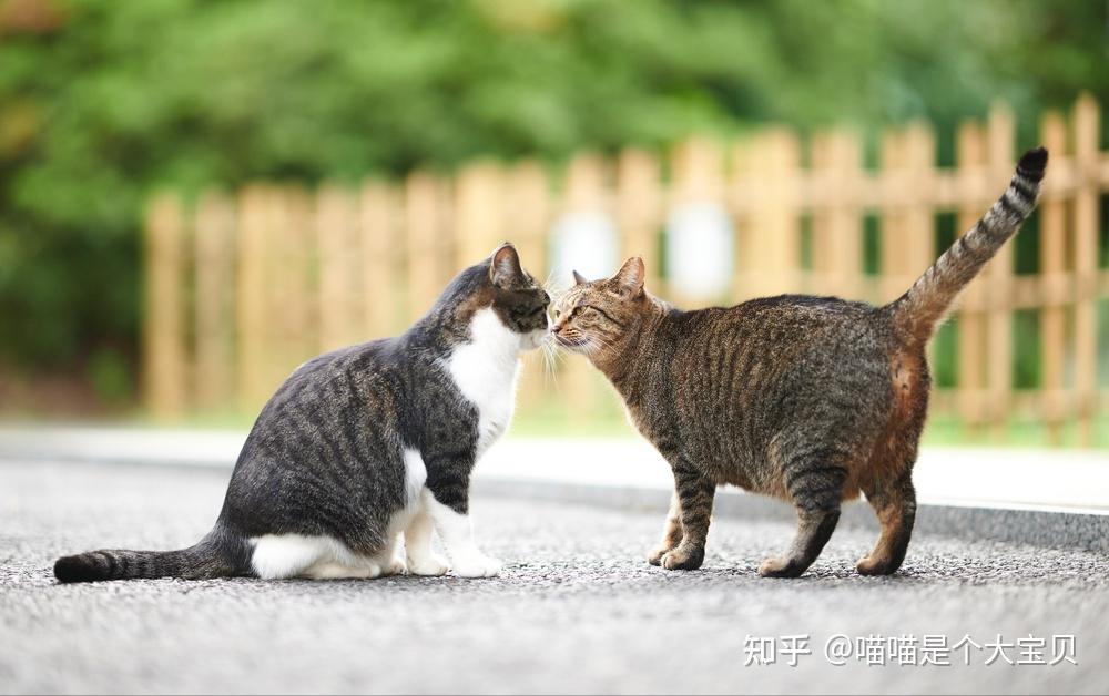 养“公猫”还是“母猫”?过来人告诉你,区别很大 - 知乎