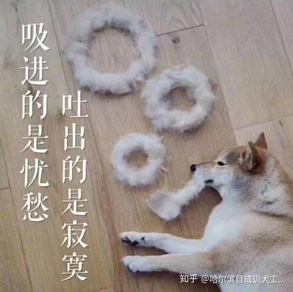 犬的几种常见心理现象 四 嫉妒心理复仇心理争功 邀功心理 知乎