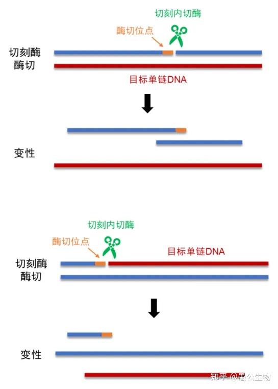 单链DNA生产的“精准剪刀”——切刻内切酶 - 知乎
