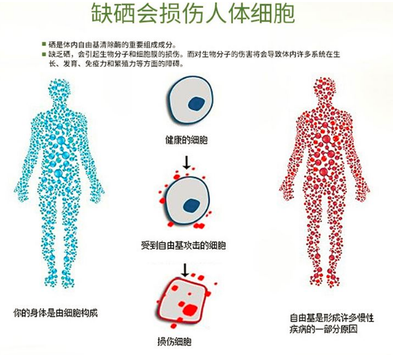 硒元素是什么？补硒有哪些作用？ - 知乎
