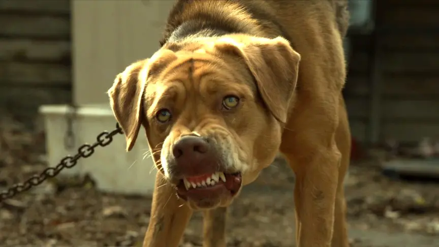 生化危机地狱犬图片