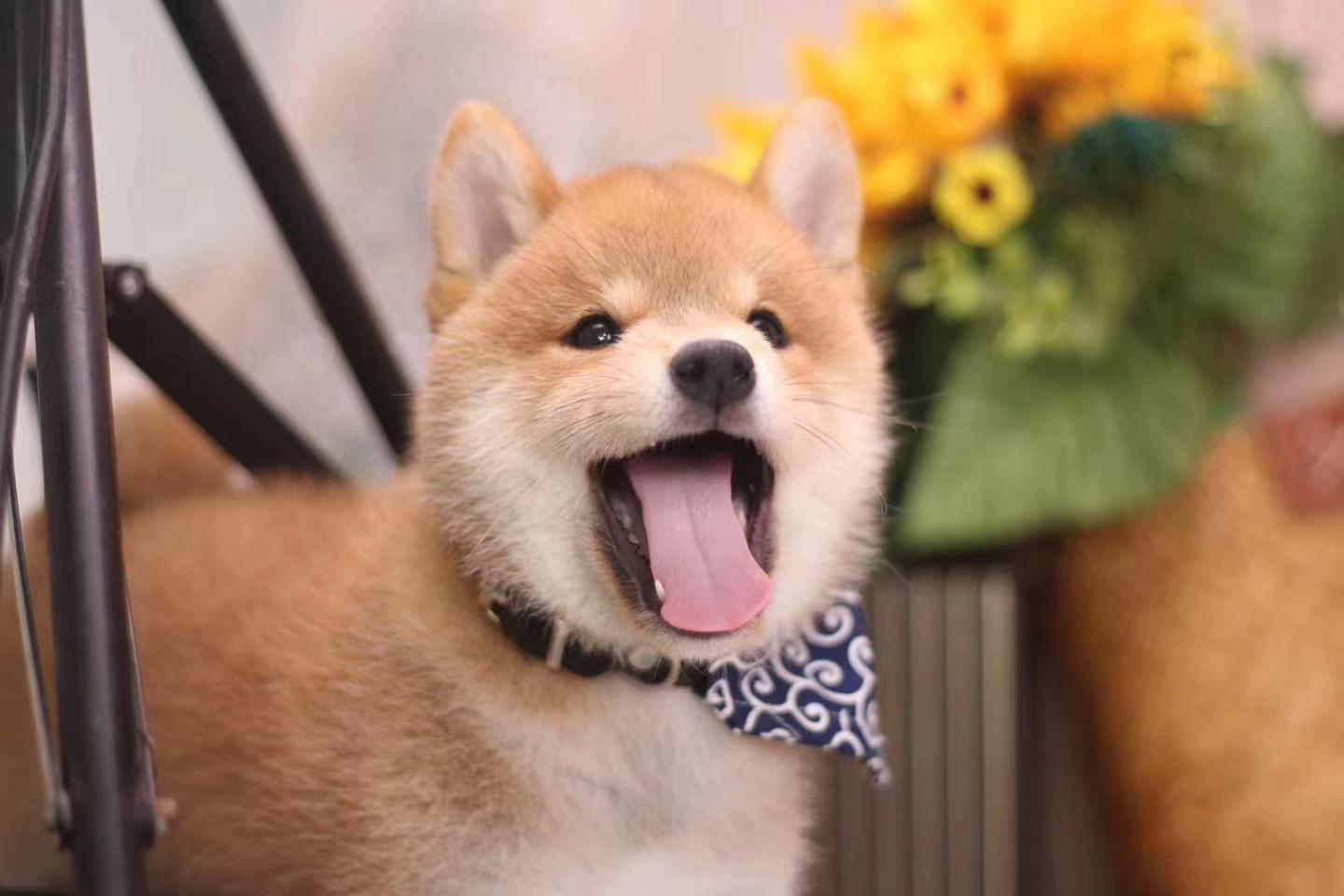 黑柴和四眼土狗一样吗 黑柴是柴犬还是田园犬 知乎 黑柴和四眼土狗一样吗 黑柴是柴犬还是田园犬 知乎
