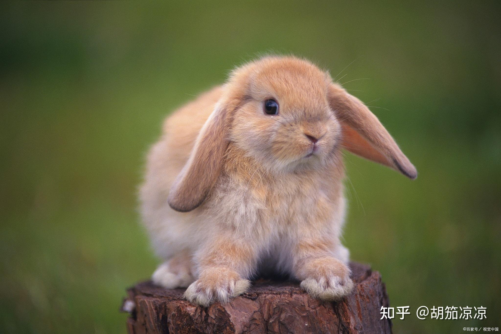 玉米嫩兔怎么做_玉米嫩兔的做法_飘味香_豆果美食