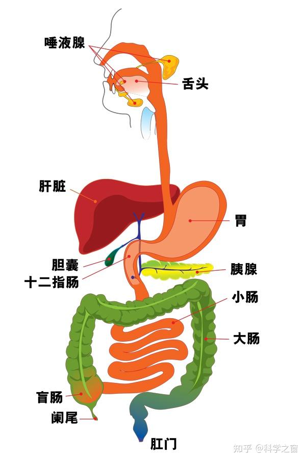 阑尾解剖位置图解图片