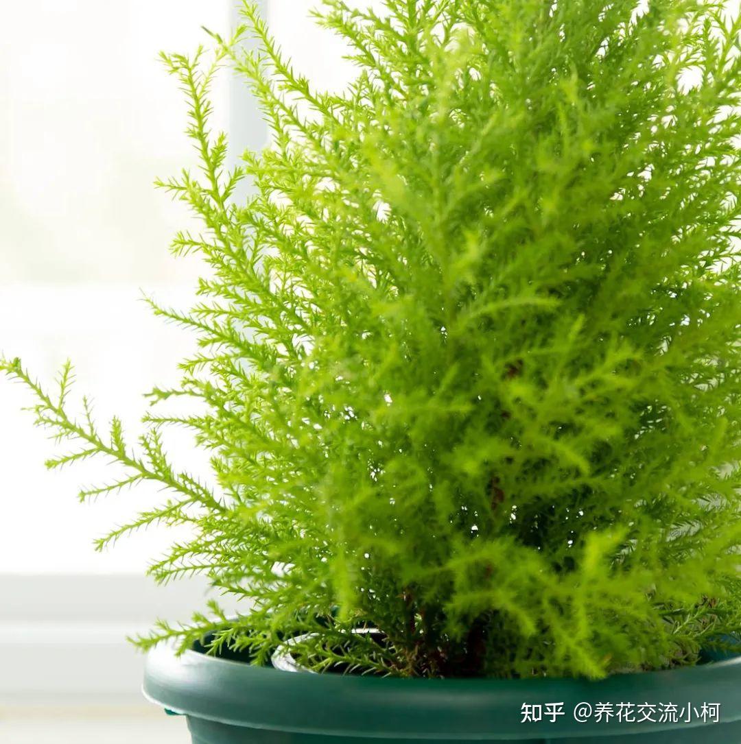 香松不一定适合你，若是没有充足的光照，真养不好它 - 知乎