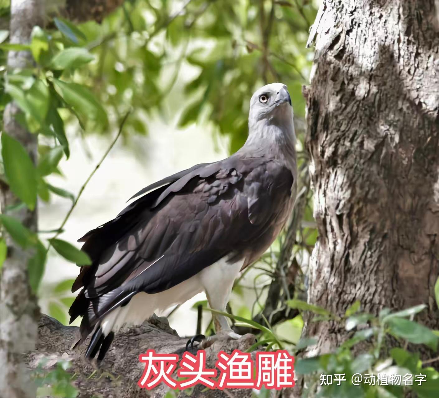 95图带您了解鹰科的鸟类,浅谈雕、鵟、鹰三类天空猛禽的区别 - 知乎