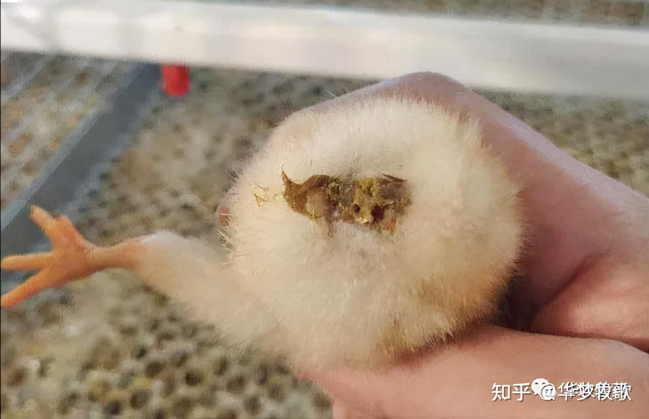 鸡白痢病原主要是来自沙门氏菌,其中1-21日龄的肉雏鸡多发生.