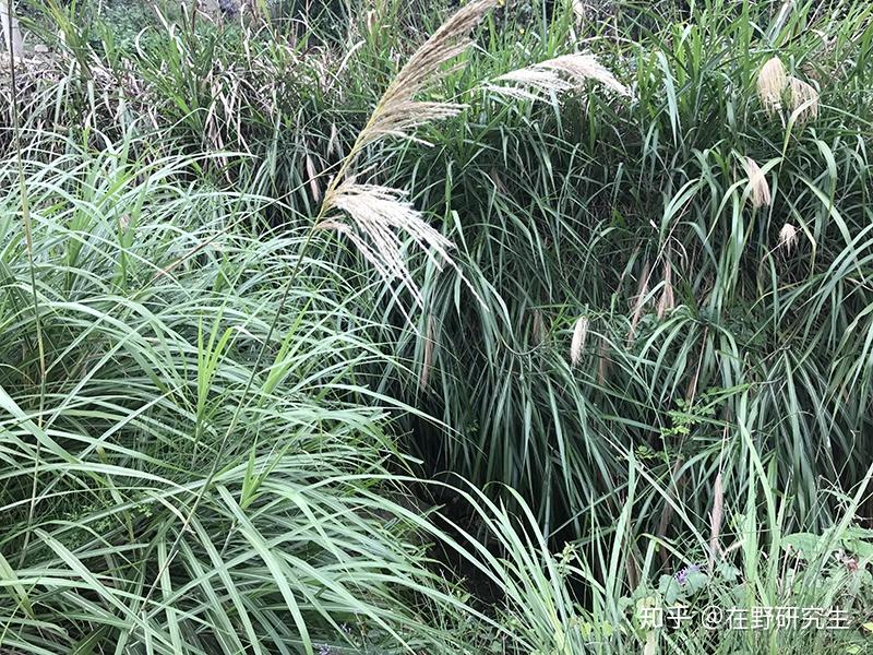 图8 两岸纷披着茂密翠绿的东茅草大约四五岁的时候