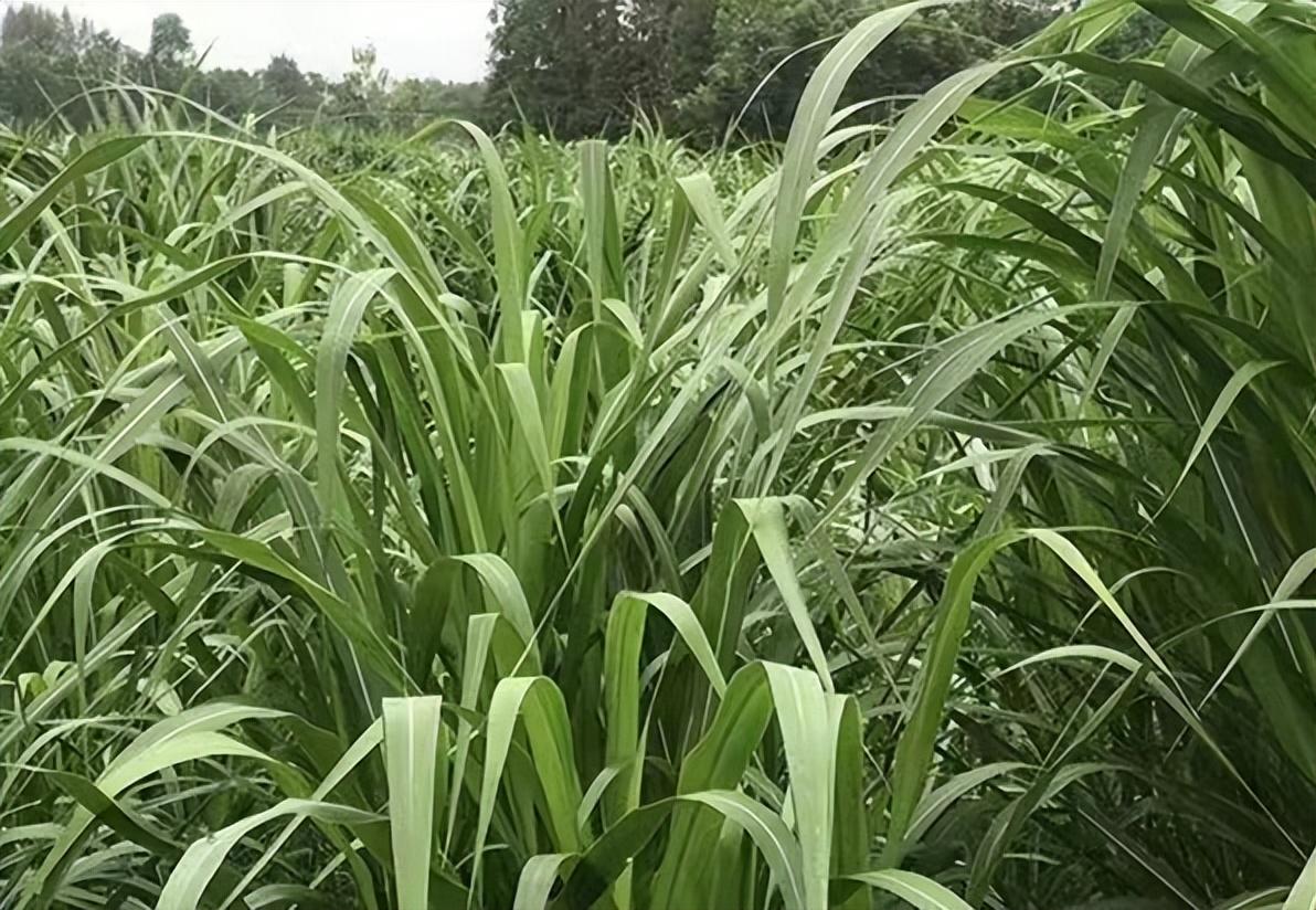牧草包括哪些种类？种植时应该注意哪些事项？ 知乎 