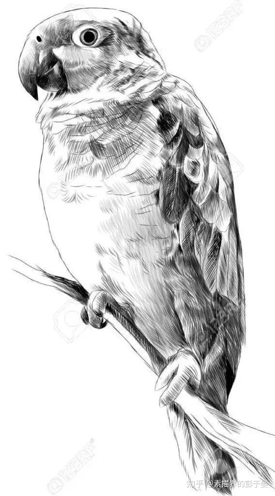 一组素描动物作品欣赏 - 知乎
