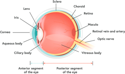 [ACS JMC综述]眼科疾病的治疗：眼眼部疾病药物的设计和递送（一 