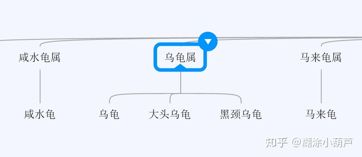 乌龟思维导图图片