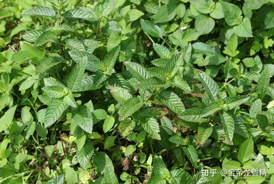 香精与香料(172)—凉粉草 - 知乎