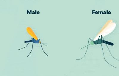 蚊子不会把自己烦死吗其实蚊子为了这样叫费尽了心思