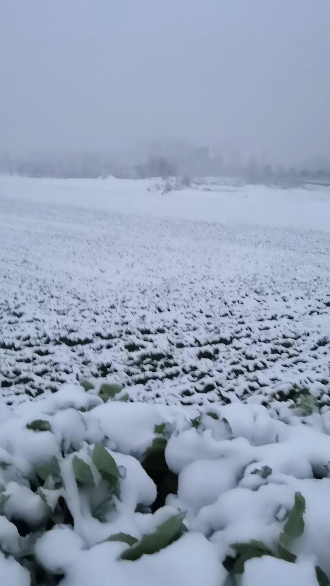 银装素裹的大地,万物都穿上了新衣,雪花飞舞的冬晨真的很美 知乎