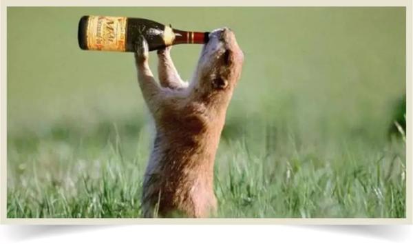 动物喝大之后 和人类一个德行 知乎