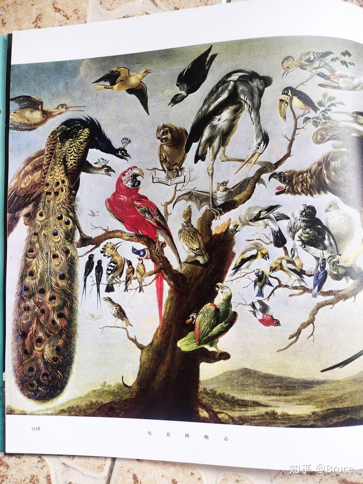 几百张鸟类绘画艺术品,引领我们走进艺术和认知的世界 - 知乎