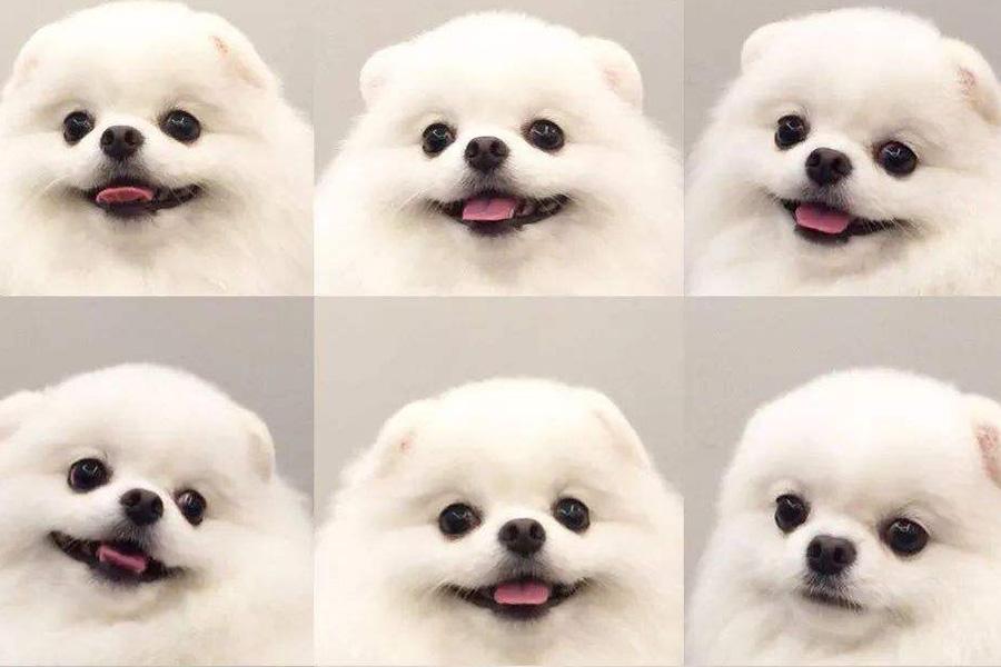 博美 了解一下 知乎 博美 了解一下 知乎
